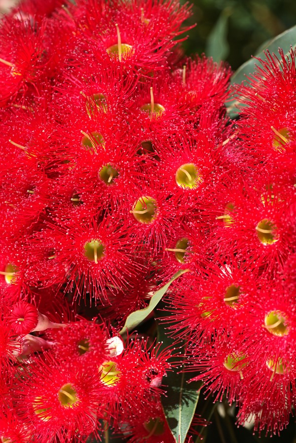 Australian Native Eucalyptus by Joy Watson
